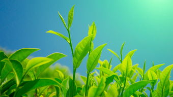 绿色植物茶叶图片壁纸,桌面背景图片,高清桌面壁纸下载 第3张